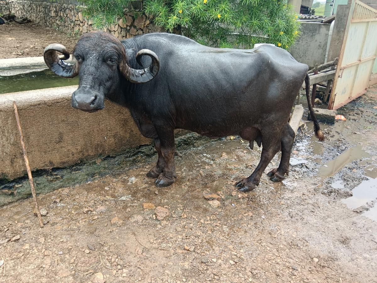 થંબનેલ 3