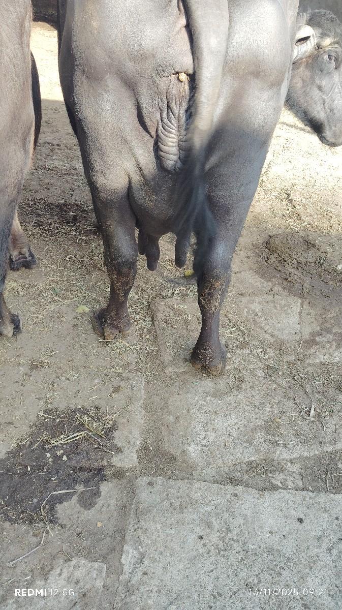 થંબનેલ 3