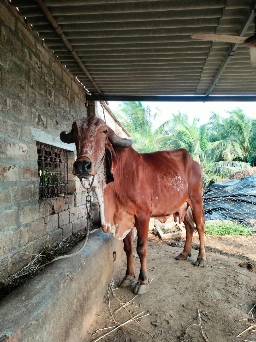 થંબનેલ 3