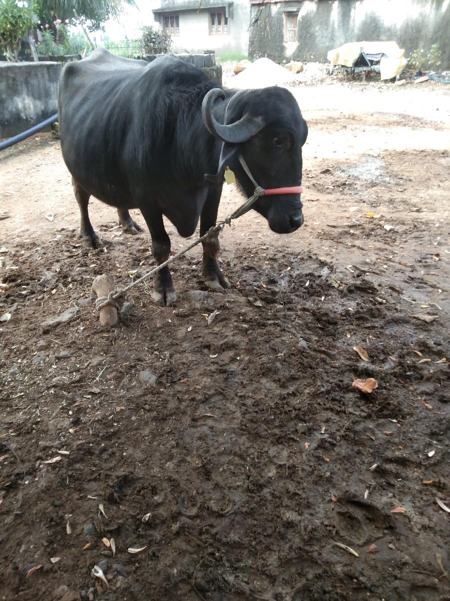 થંબનેલ 3