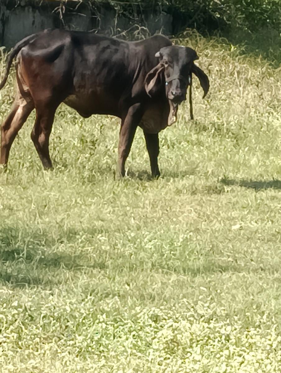 થંબનેલ 3