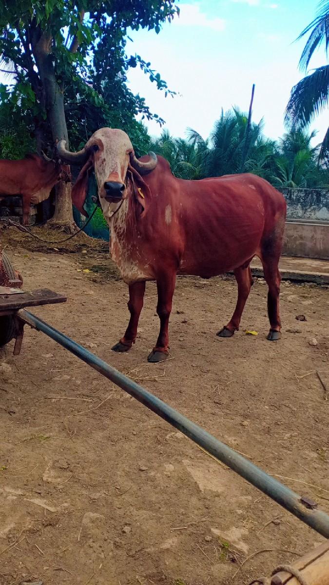 ગાય વેચવાની છે