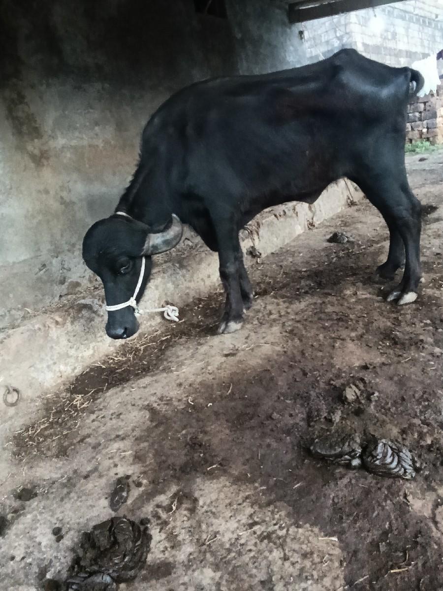 થંબનેલ 2