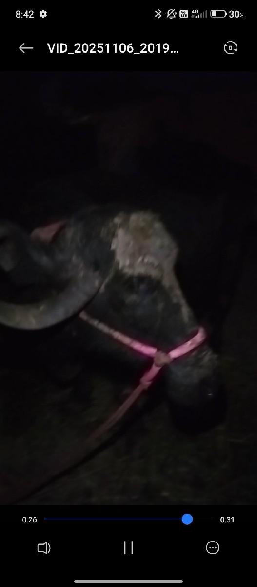 ભે સવેવાનીશે.. વેતર3