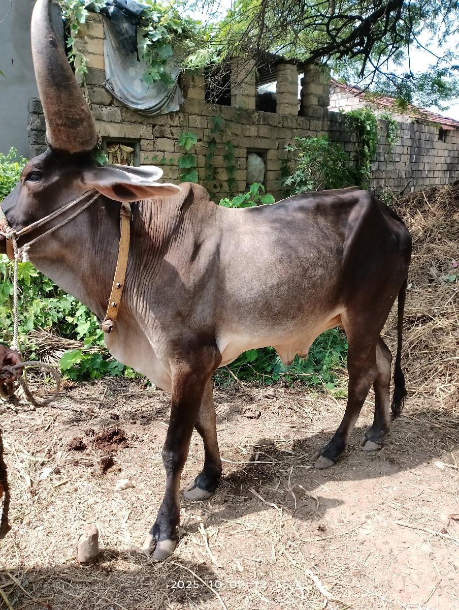 थंबनेल 2