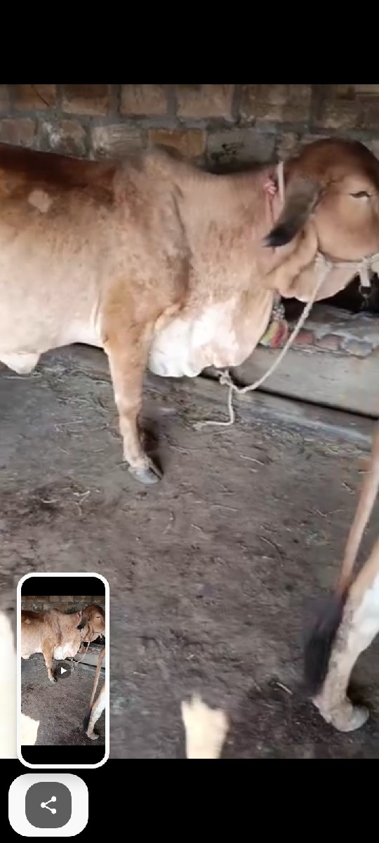 ગાય વેચવાની છે