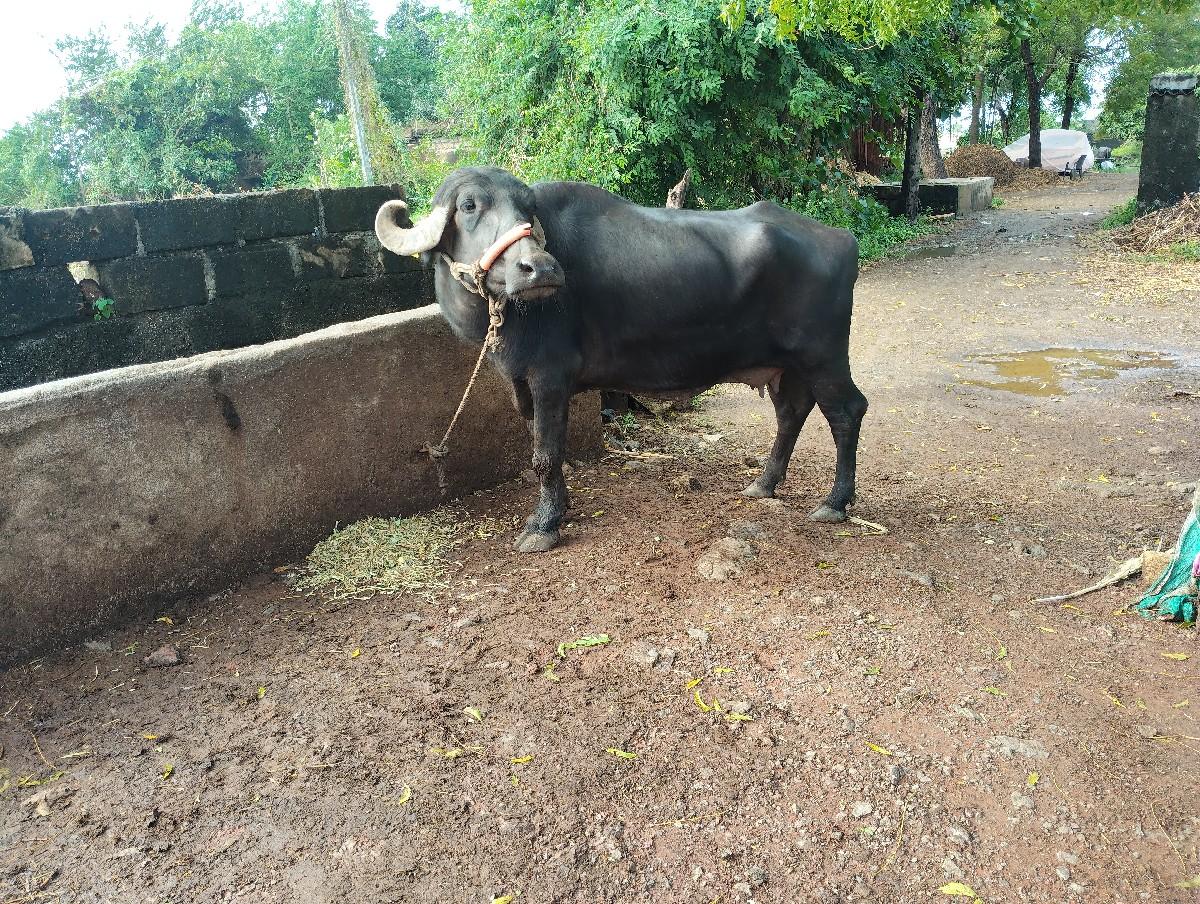 થંબનેલ 3