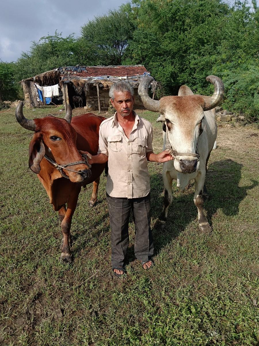 બળદ વેચવાના છે