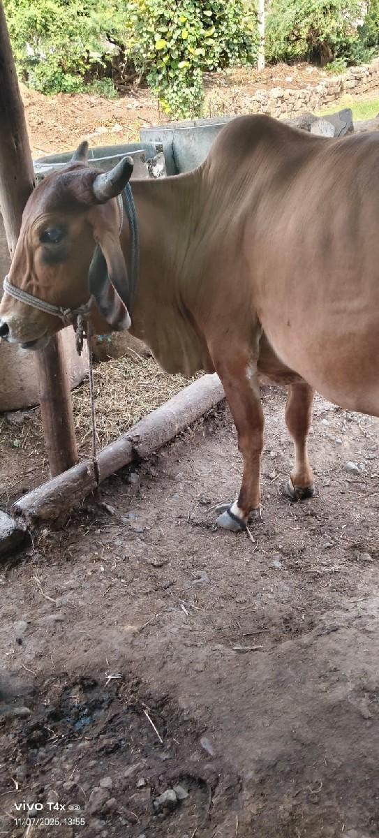 થંબનેલ 3