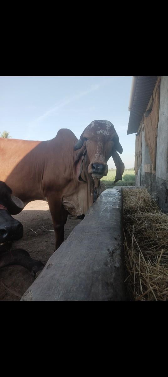 થંબનેલ 2