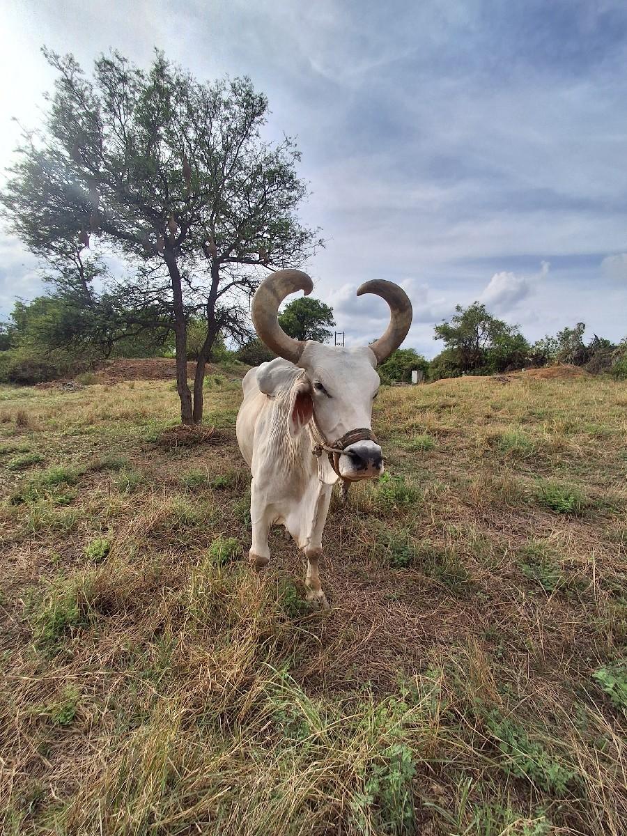 થંબનેલ 4