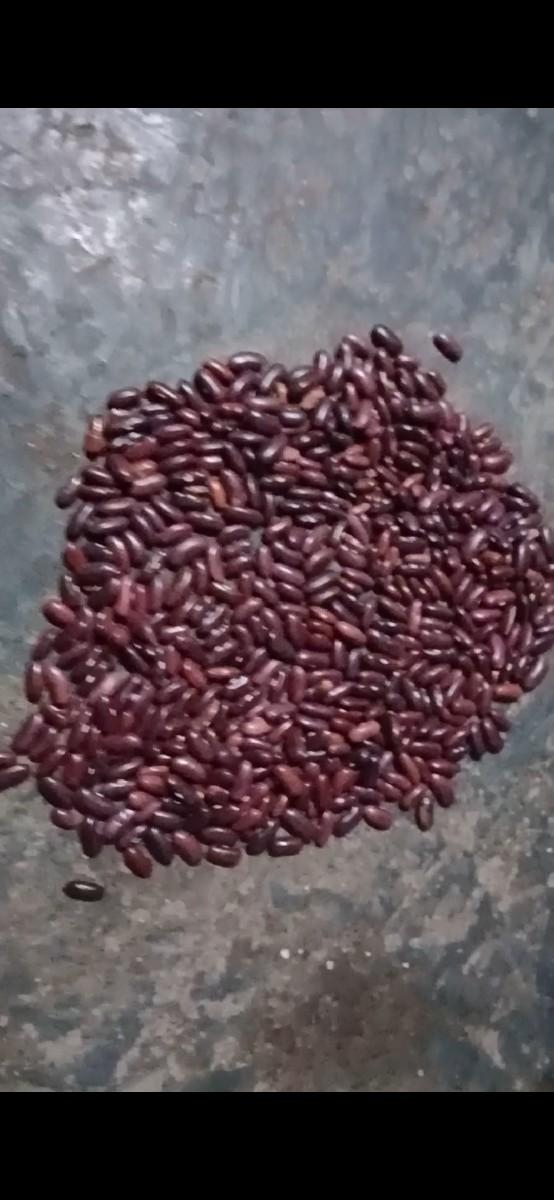 રાજ મા બીયારણ