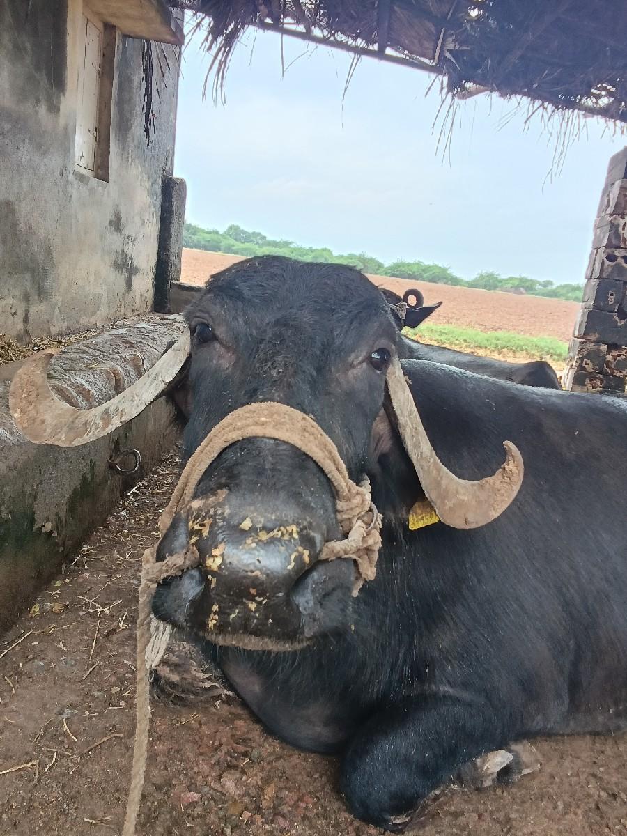 થંબનેલ 2