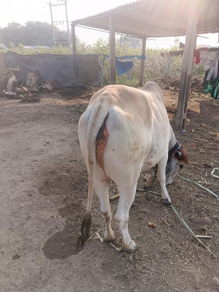 ગાય વેસવાની સે