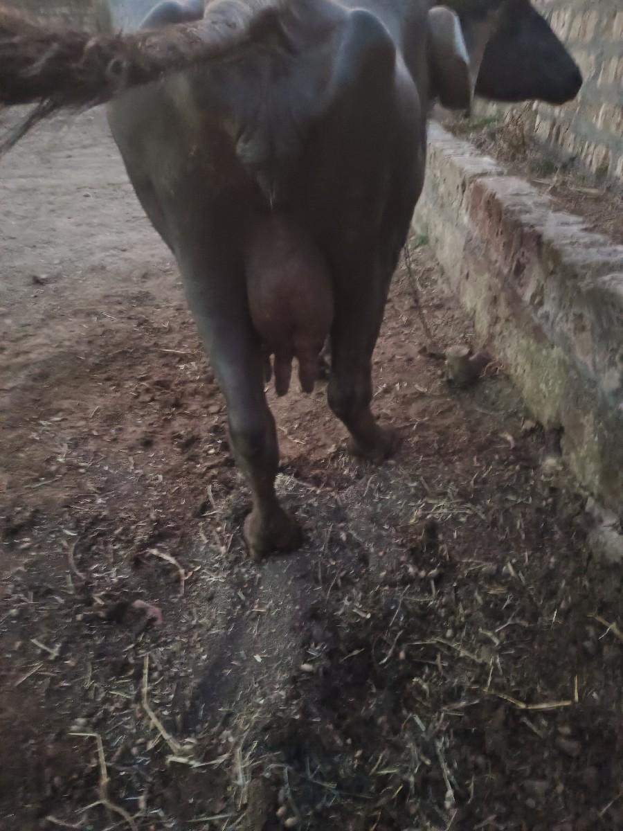 थंबनेल 2