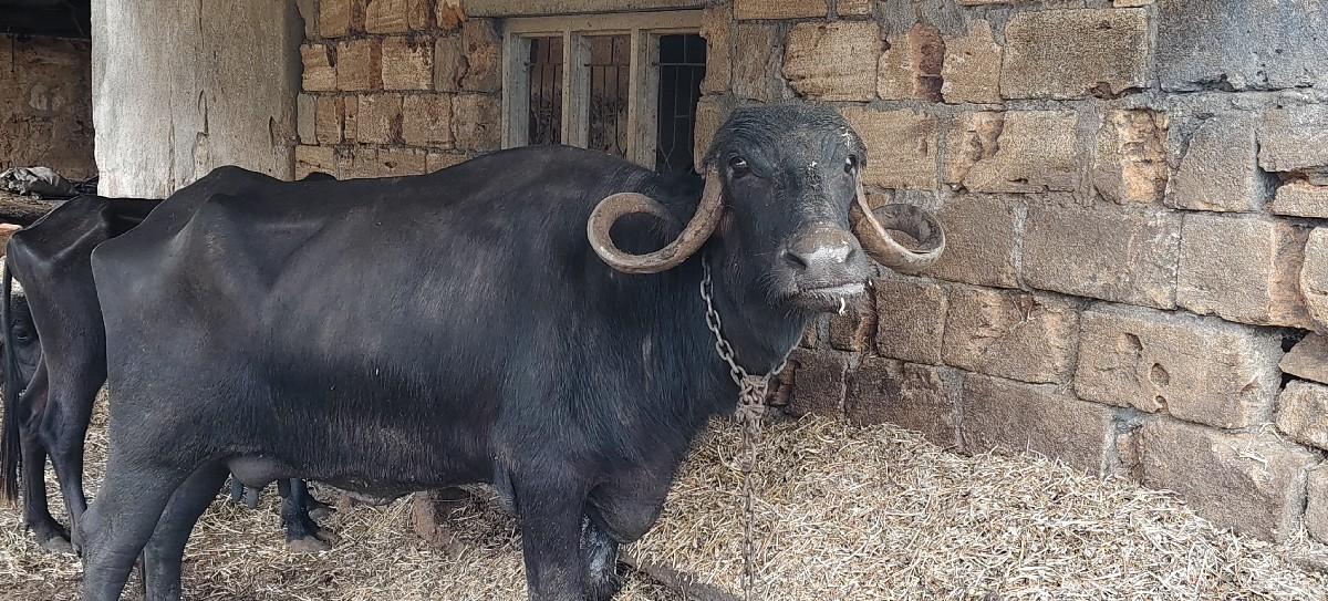 થંબનેલ 3