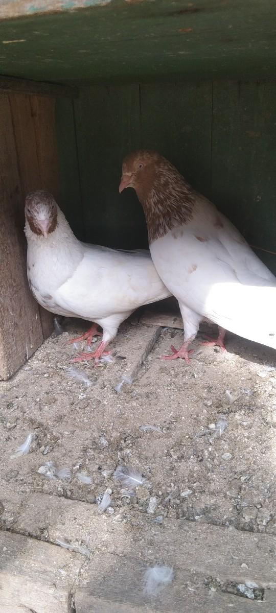 kabutar kishora ni jodi