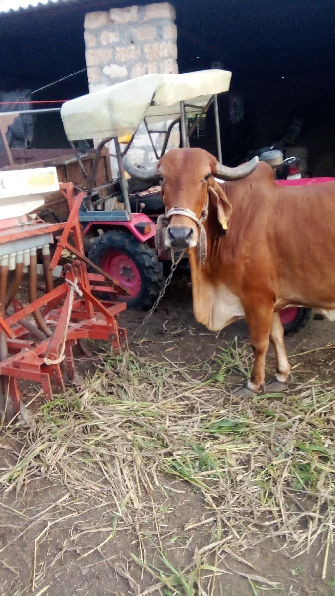 ગાય દેવાની છે