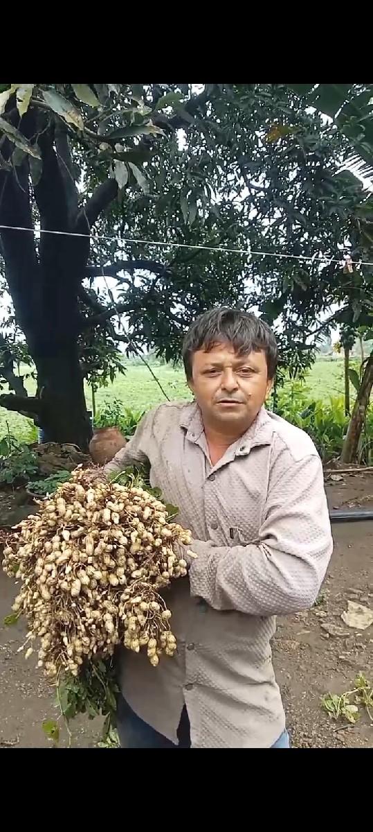 66 નંબર મગફળી