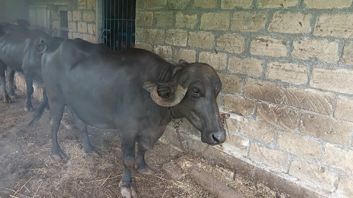 થંબનેલ 2