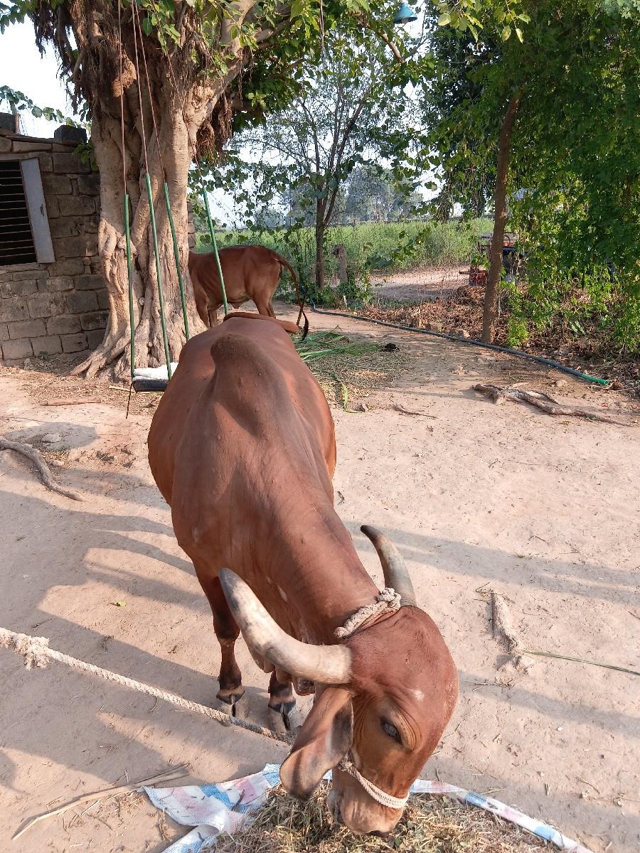 थंबनेल 3