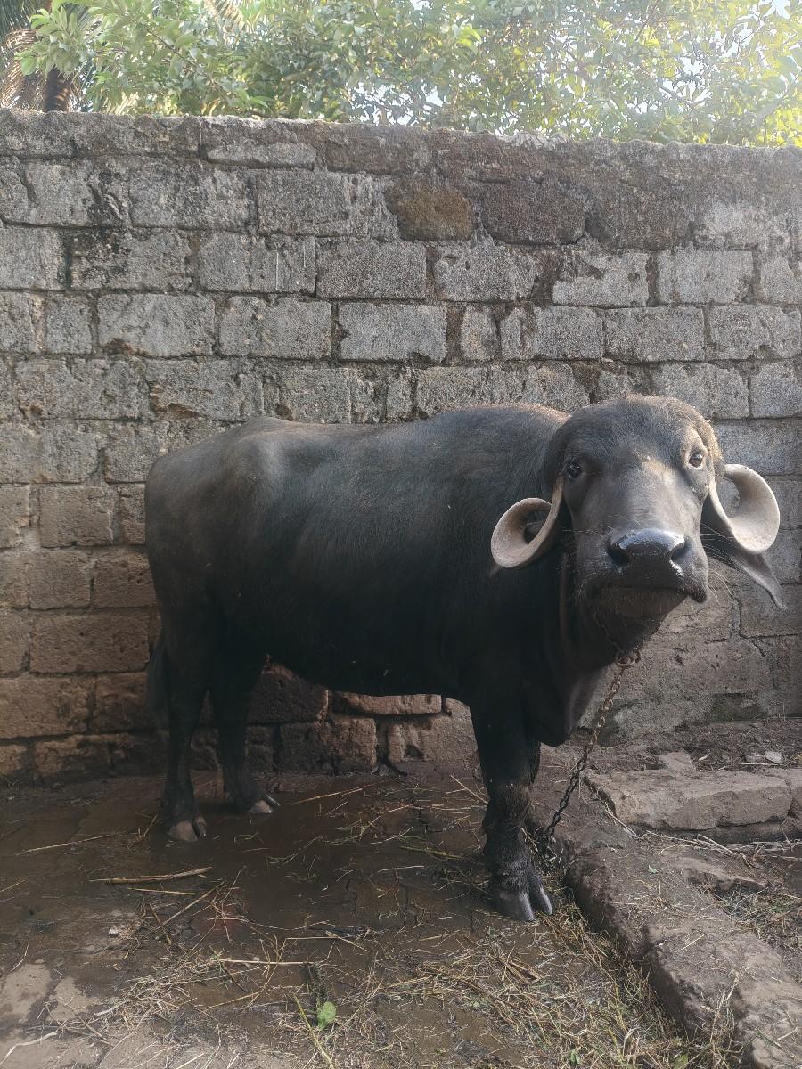 થંબનેલ 2