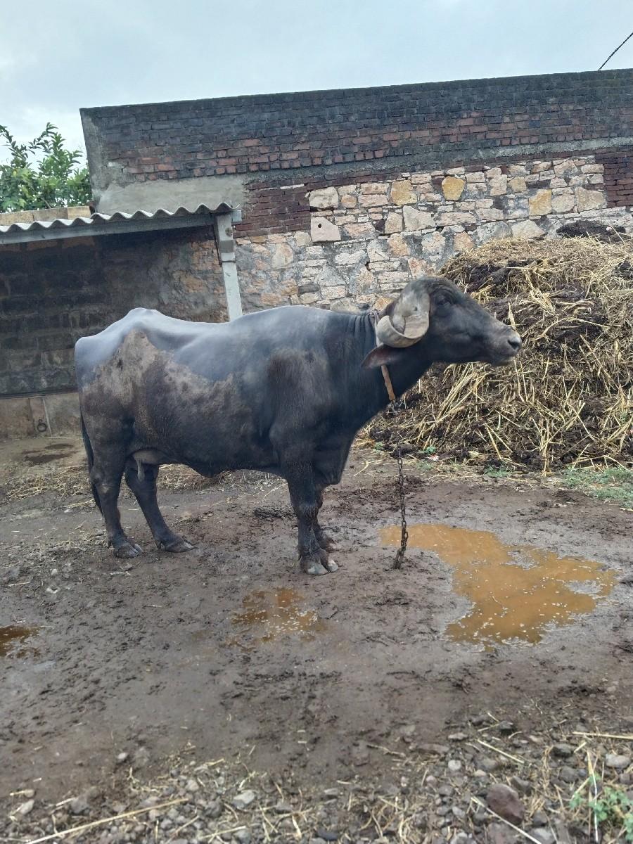 થંબનેલ 3