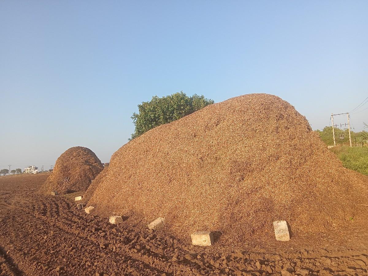 mandvino bhuko lilavni koro