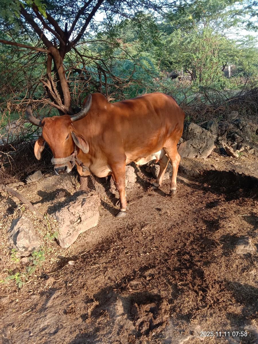 થંબનેલ 3