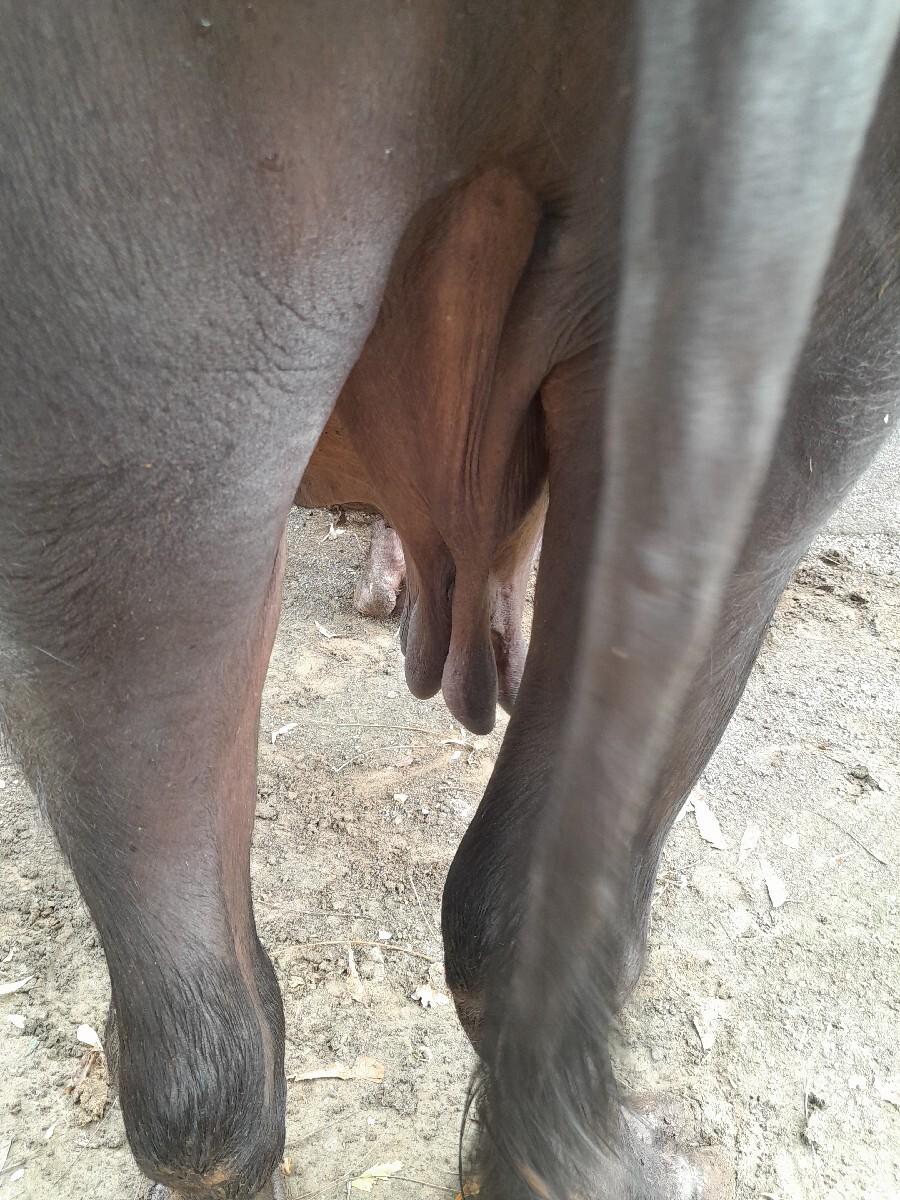 જાફરાબાદી ભેસ વેચવાની છે