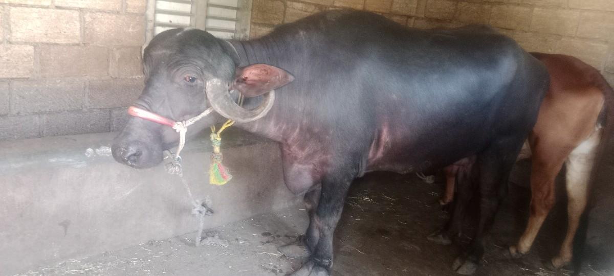 થંબનેલ 3