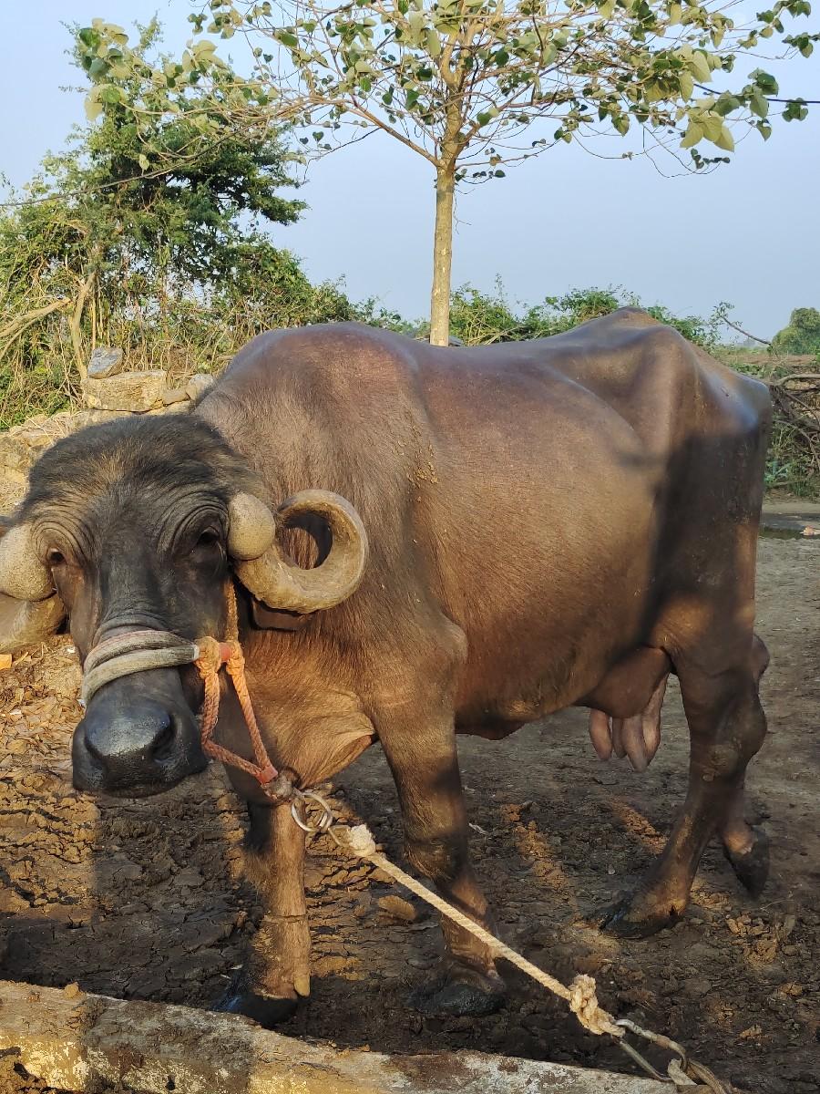 જાફરાબાદી ભેંસ