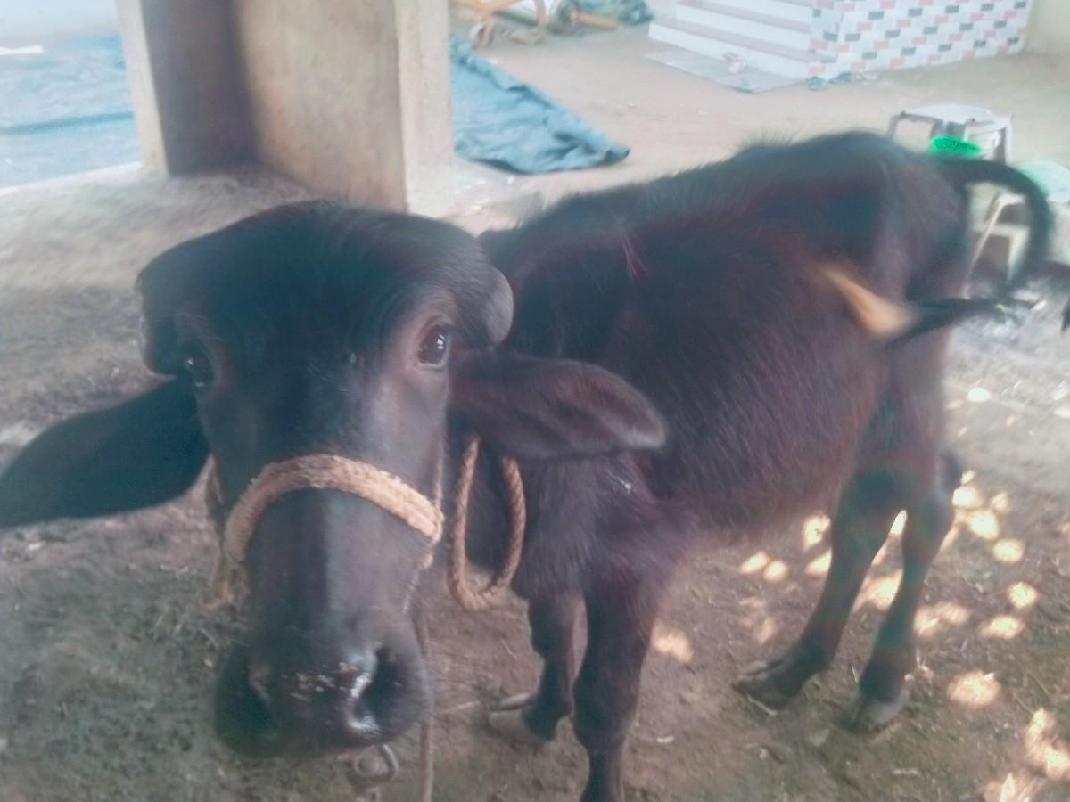 થંબનેલ 2