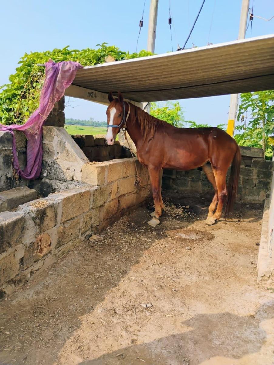 ઘોડી વેચવાની છે