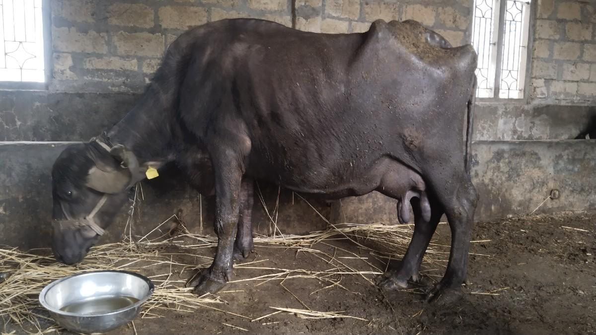 થંબનેલ 2