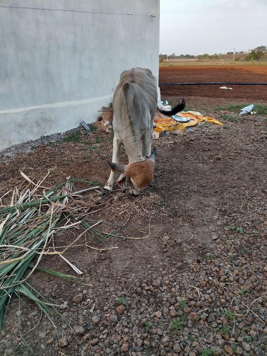 થંબનેલ 3