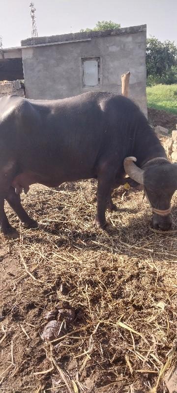 ભેસ વેચવાની છે