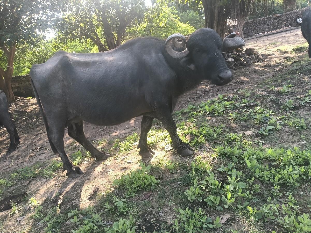 ભેસ વેચવાની છે