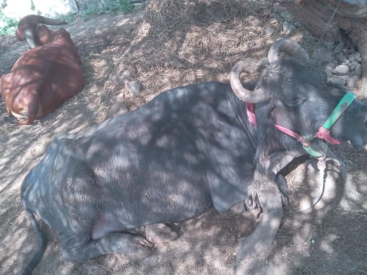 બની ભેશ વેચવાની છે