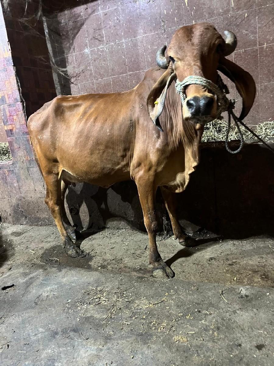 થંબનેલ 2