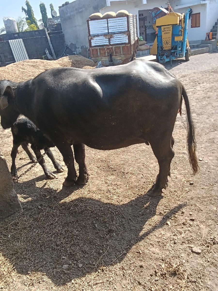 થંબનેલ 2