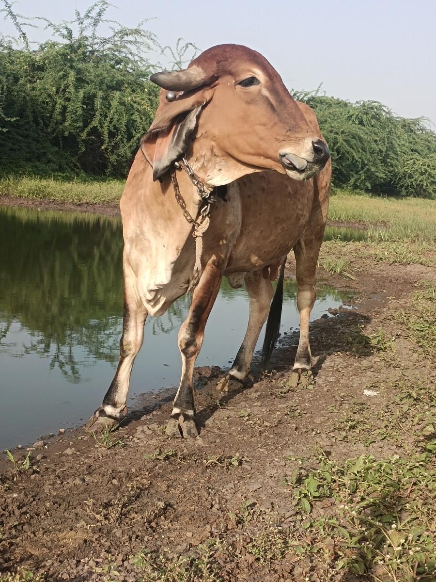 થંબનેલ 2