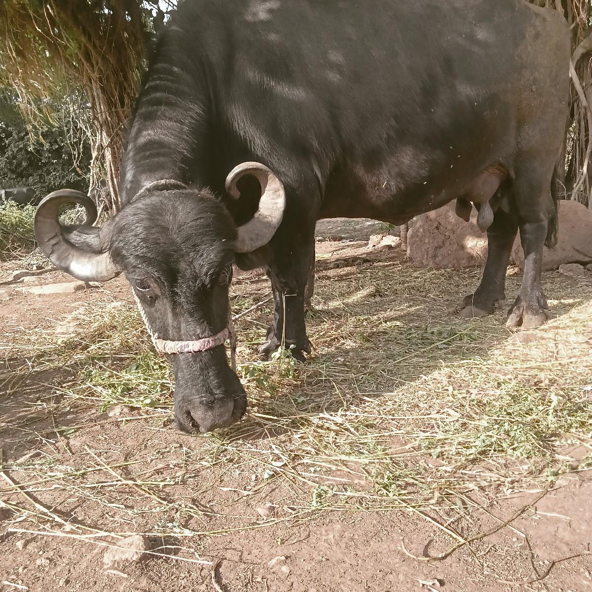 થંબનેલ 3