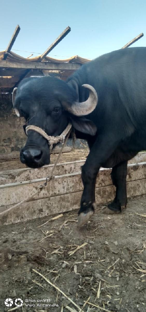 થંબનેલ 3