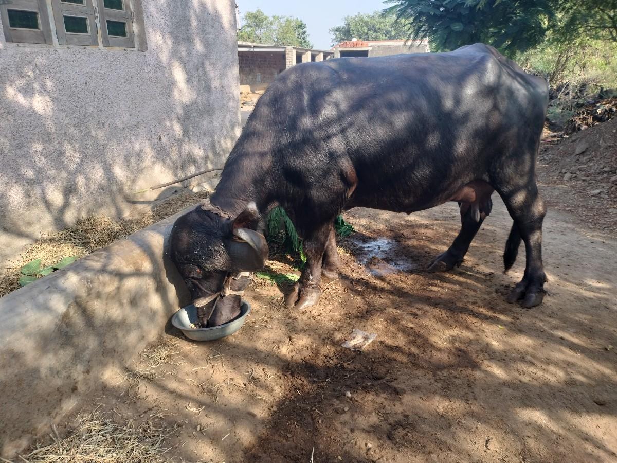 થંબનેલ 3