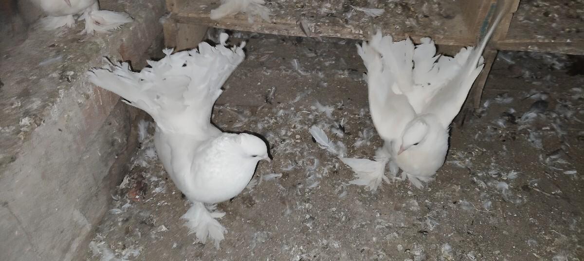 થંબનેલ 3