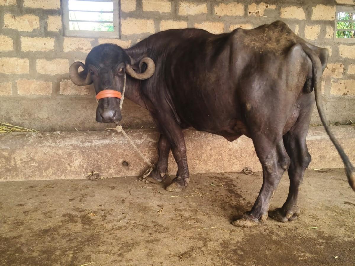 થંબનેલ 3