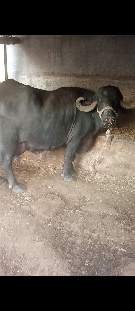 થંબનેલ 2