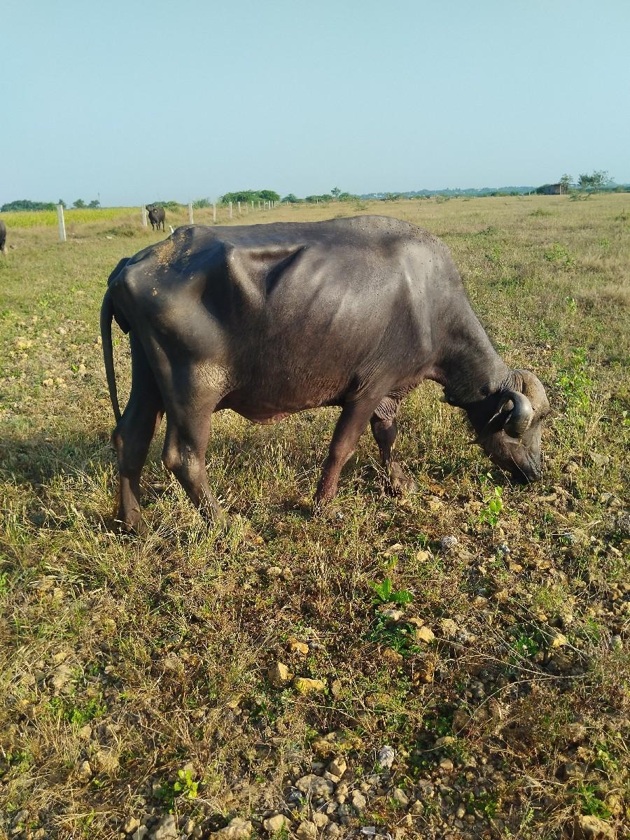 થંબનેલ 2