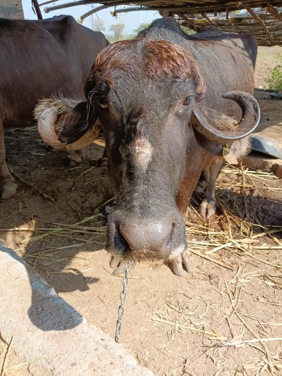 થંબનેલ 2